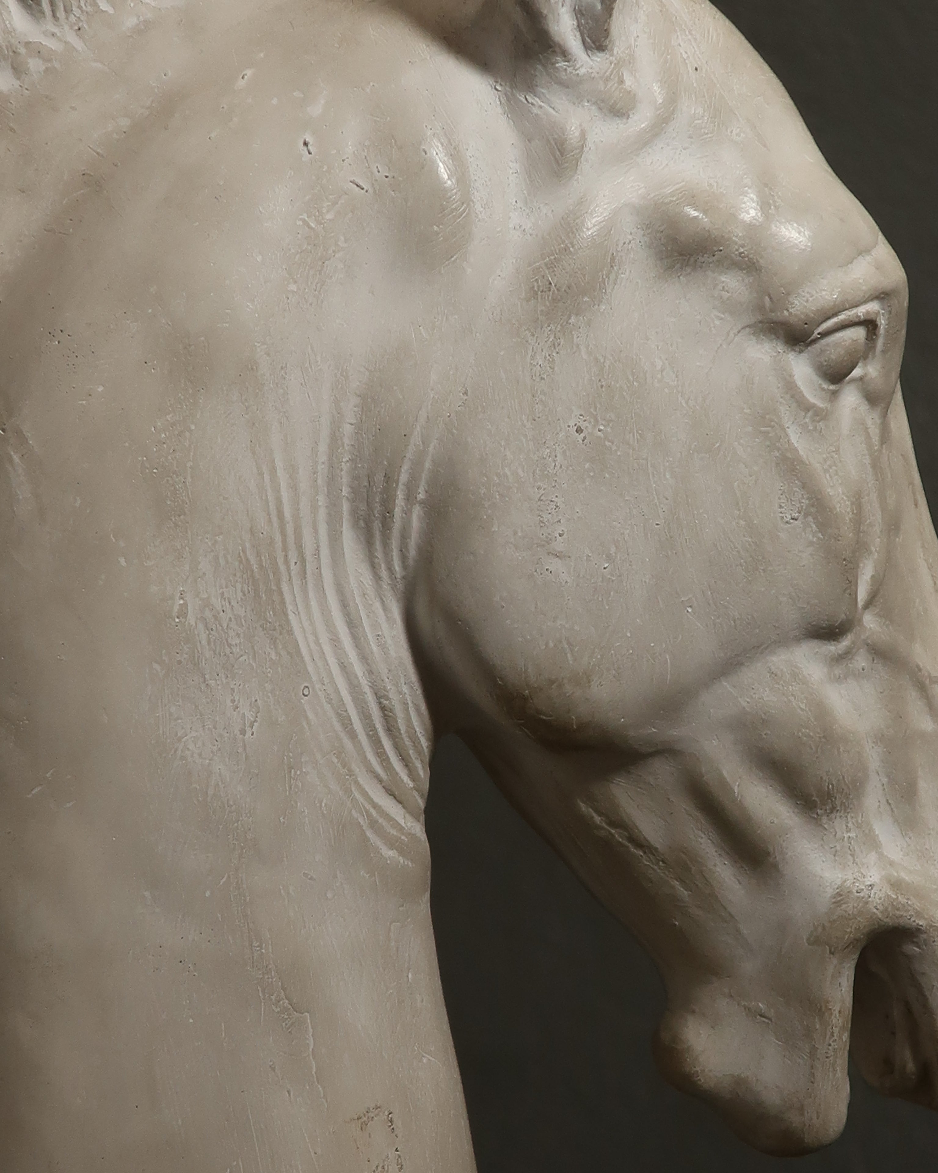 Protome equina