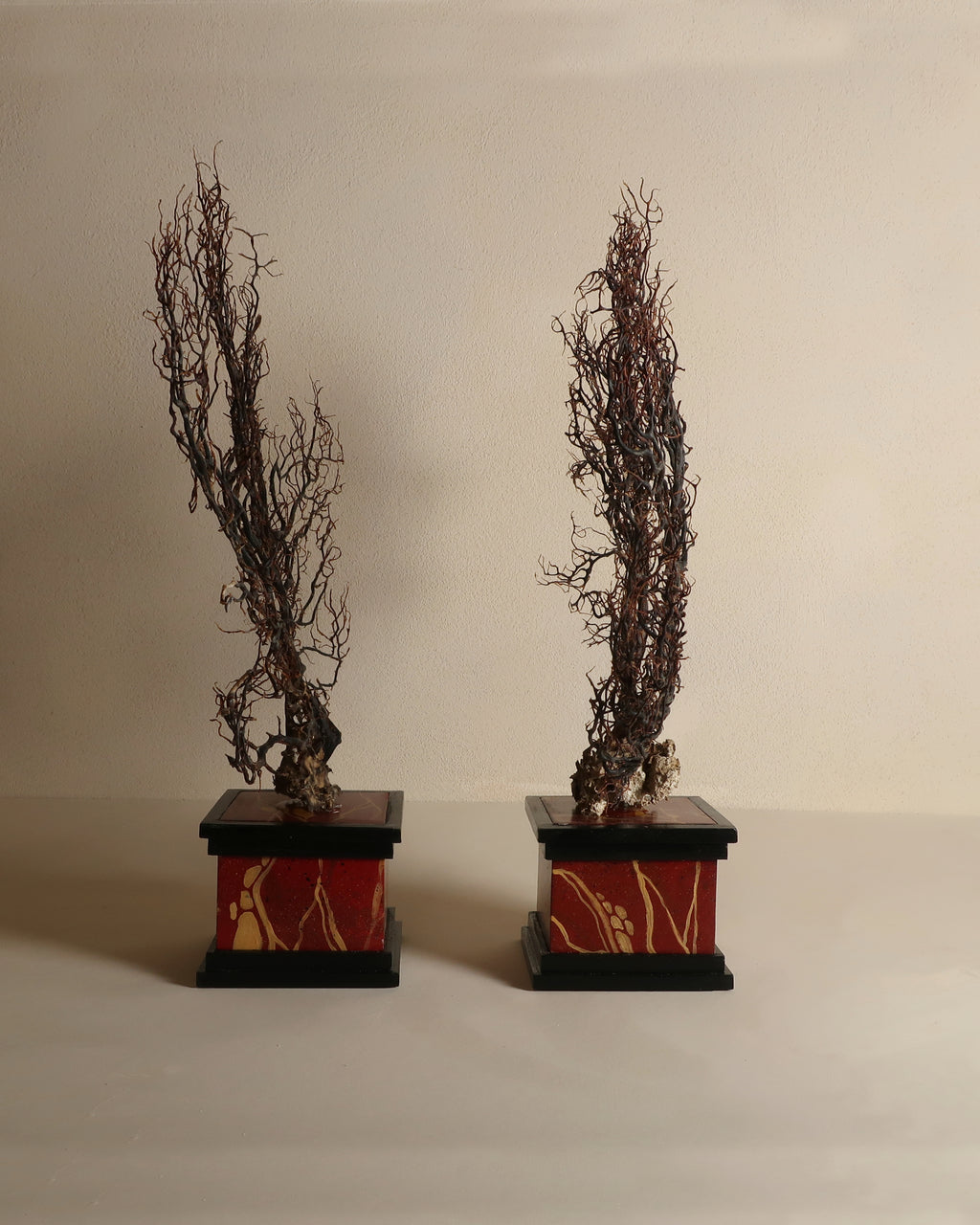Gorgoniae
