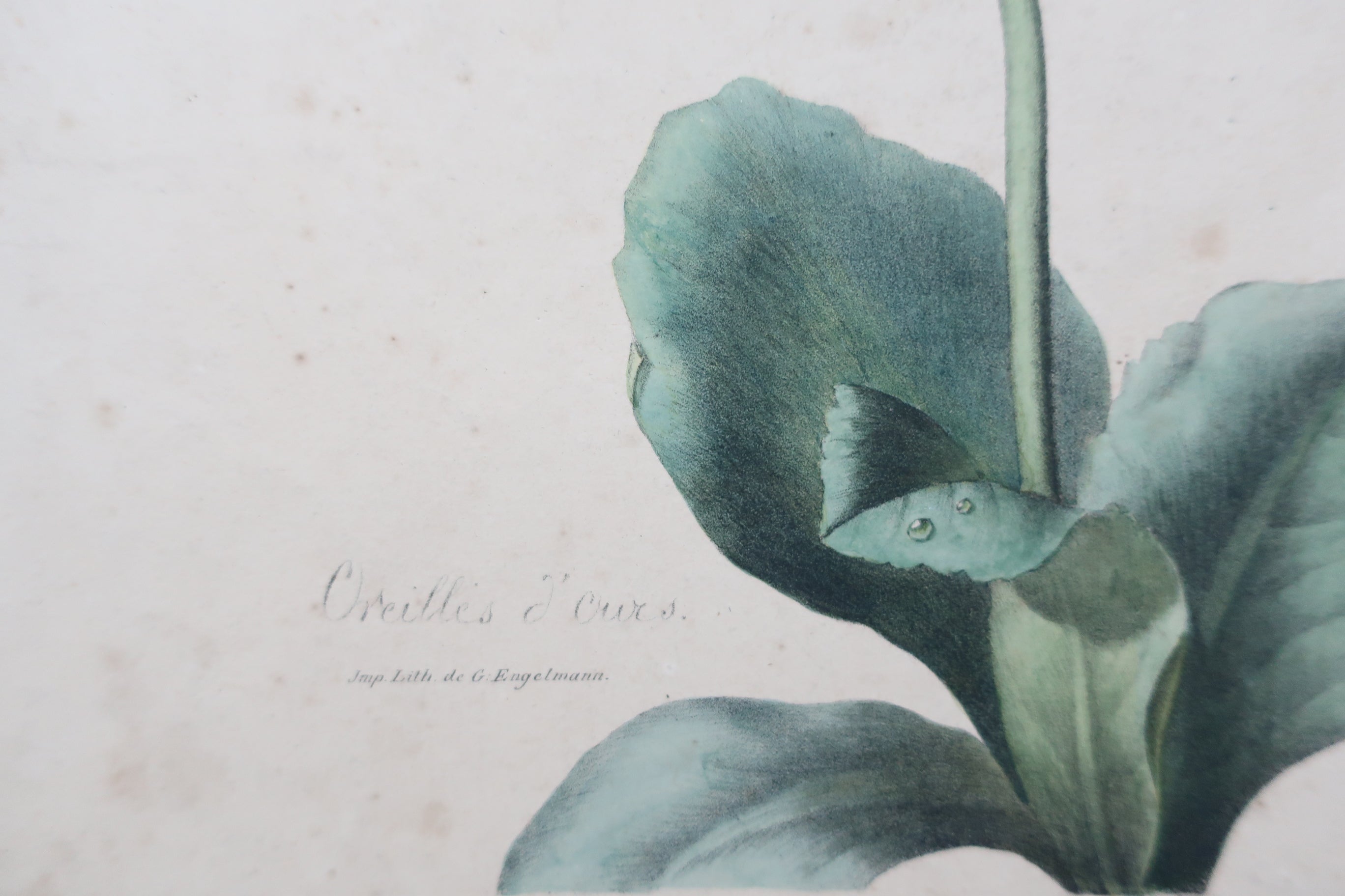 Stampa botanica - Francia XIX secolo