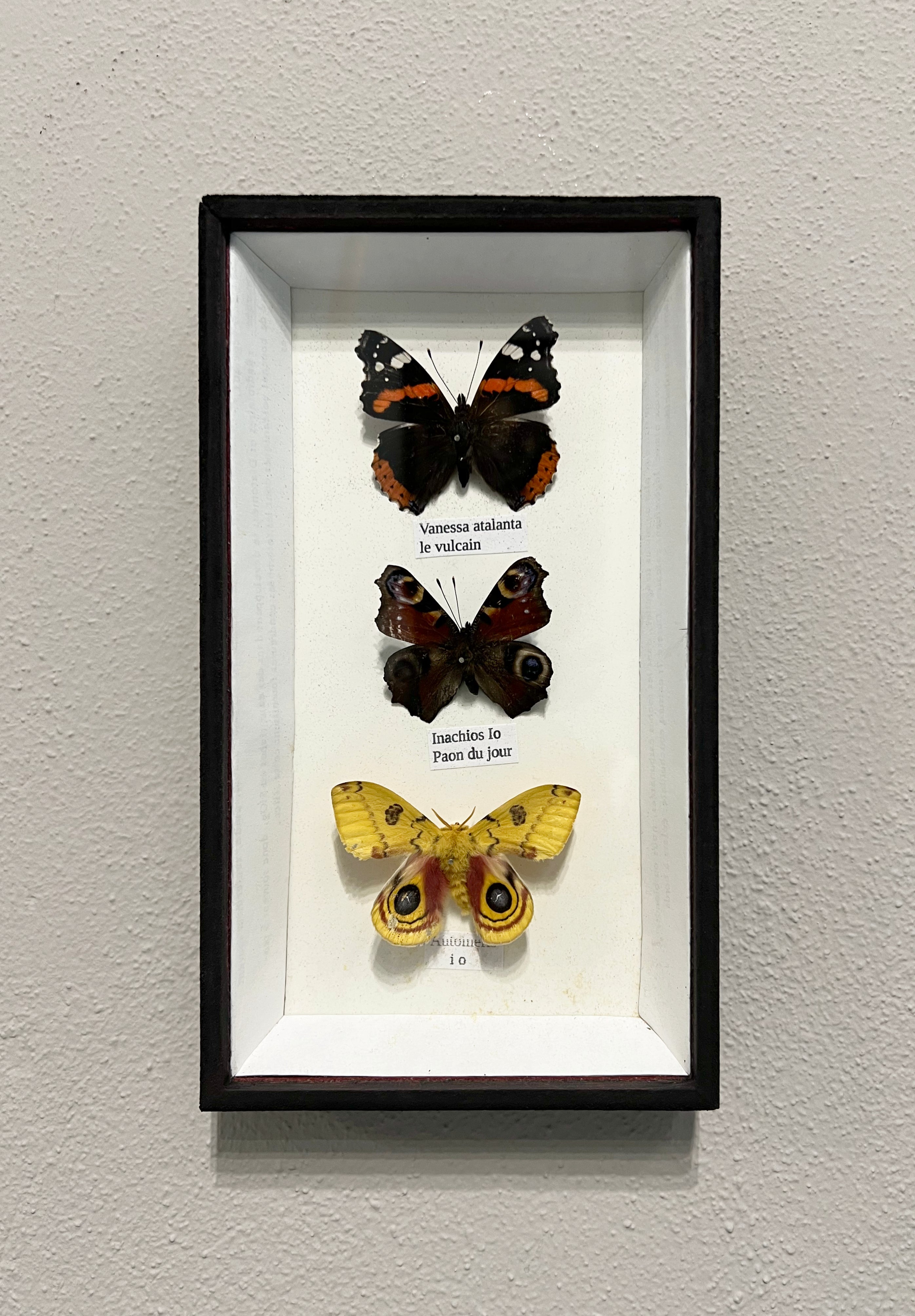 Cassetta entomologica - Farfalle