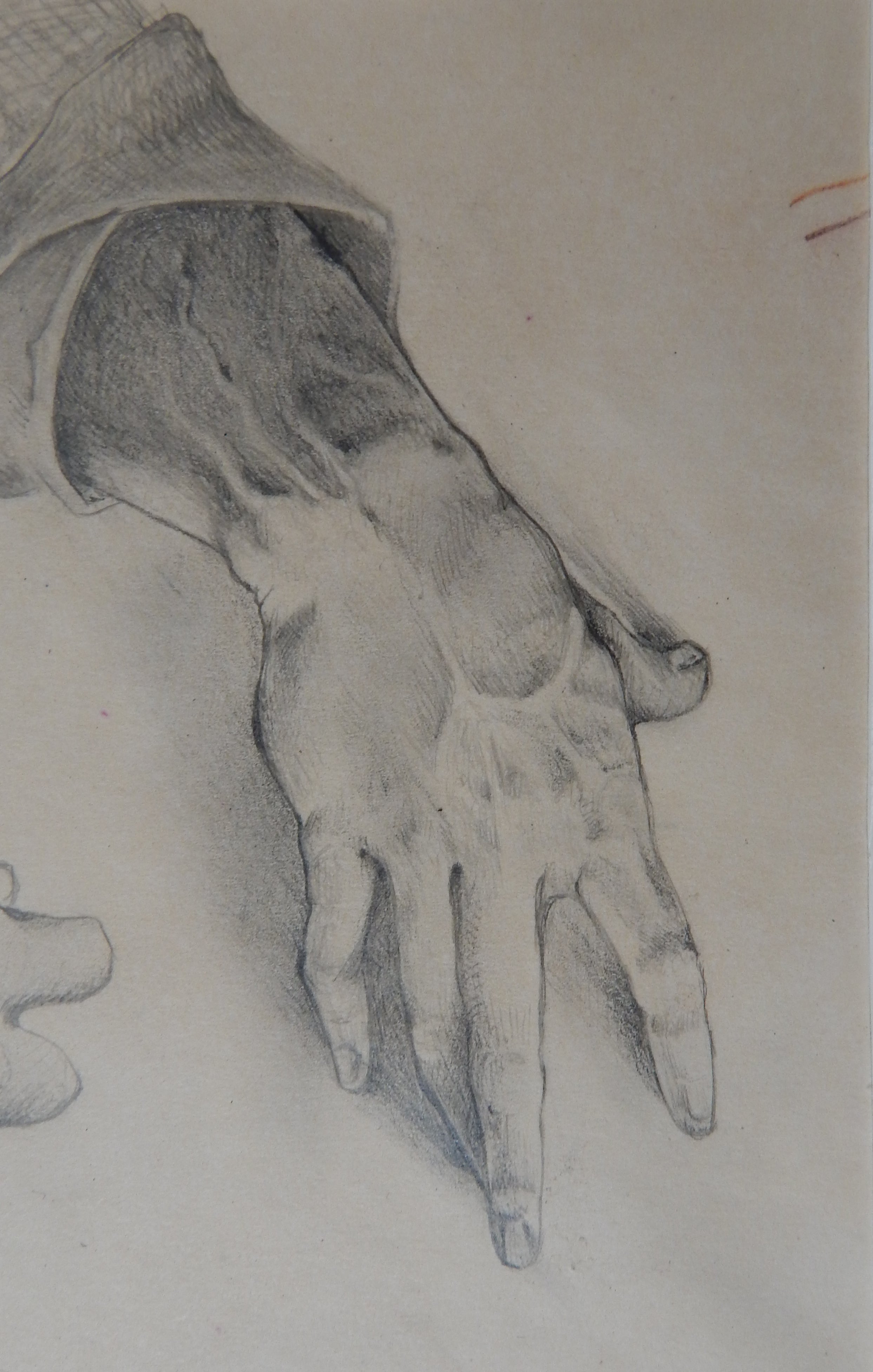 Coppia di disegni, studi anatomici - XX secolo